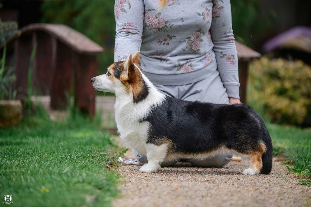 Вельш корги Пемброк