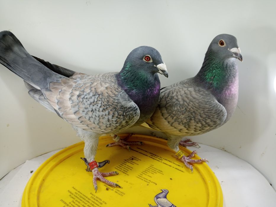 Gołębie pocztowe w ciekawej barwie