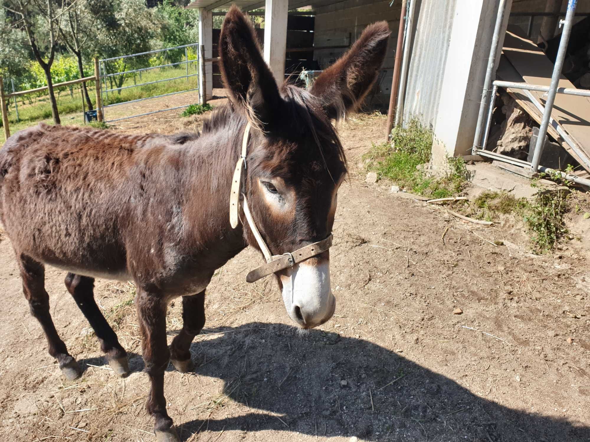 DASE BURROS e vendes