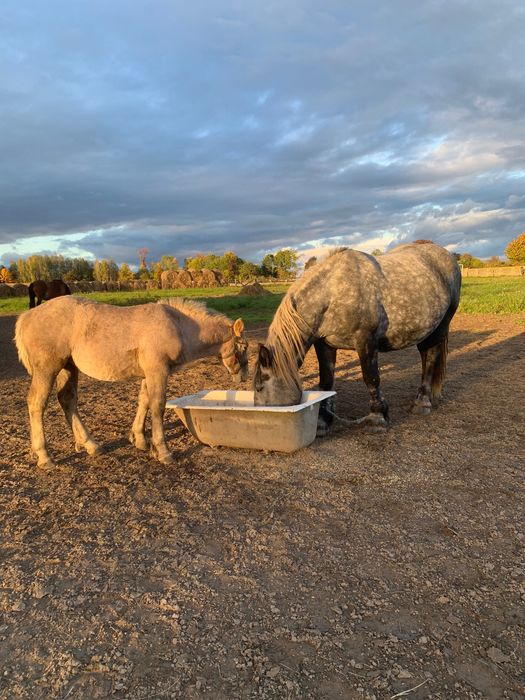 Sprzedam klacz z źrebakiem