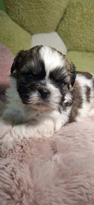 Sunia rasy shih tzu tricolor