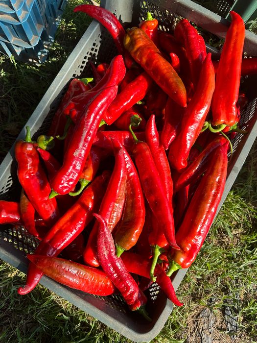 Papryka czerwona, żółta i zielona