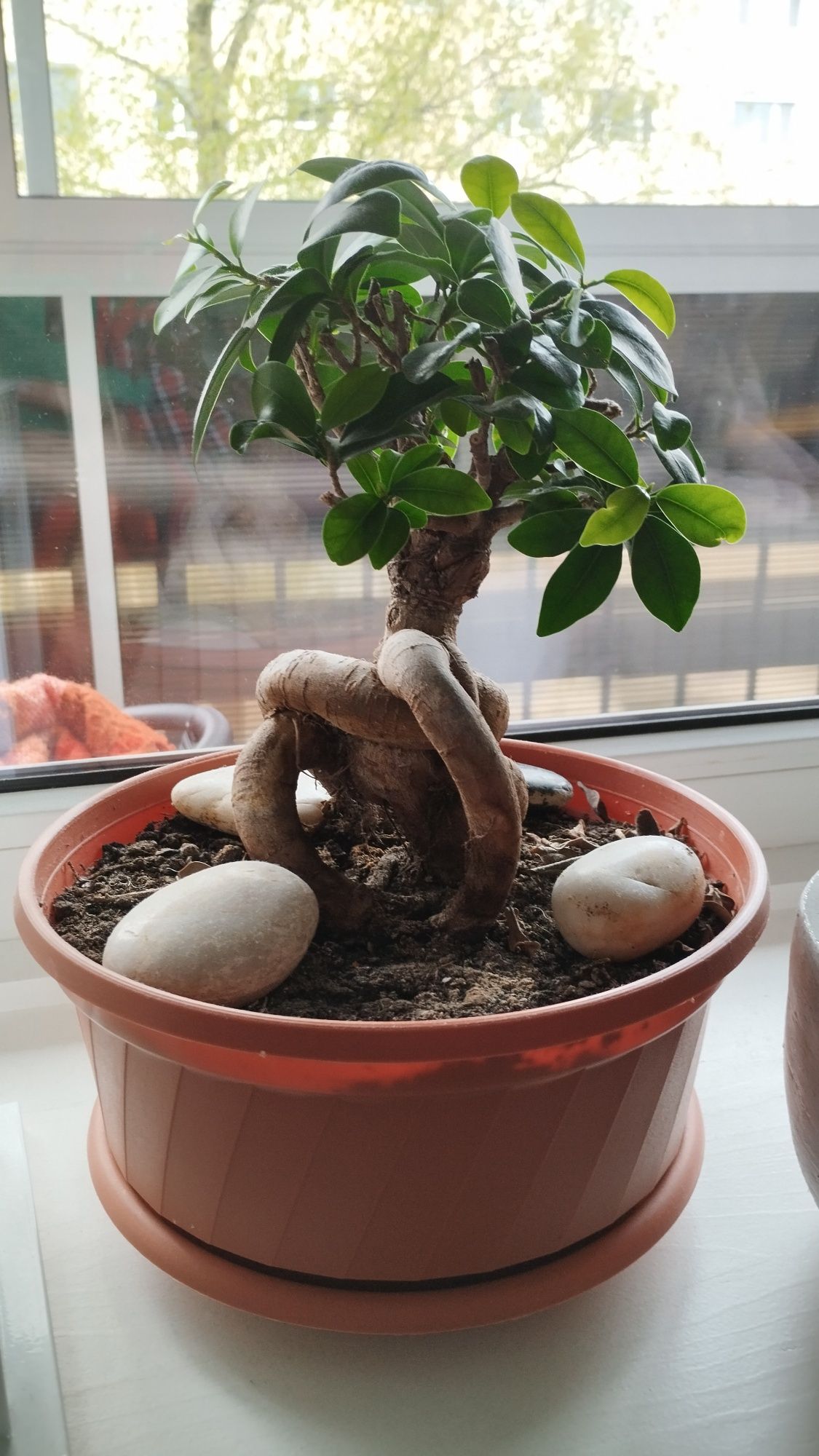 Bonsai drzewka zdrowe