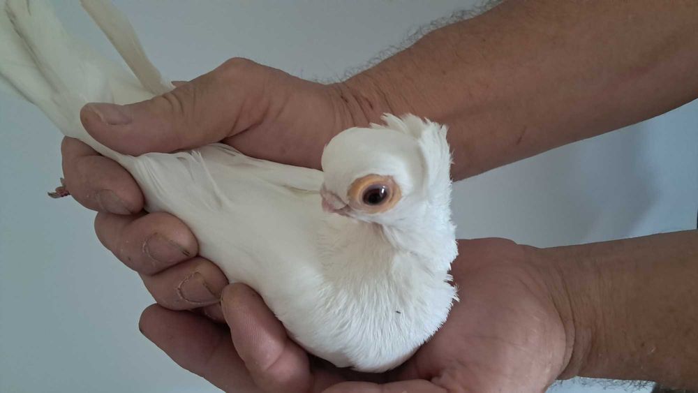 Mewka Mewki białe Gołębie ozdobne