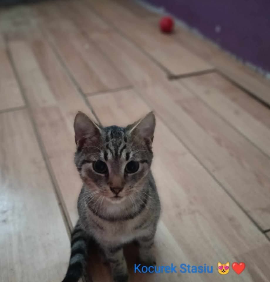Koty do adopcji  za darmo