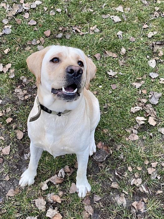 Лабрадор ищет невесту для случки