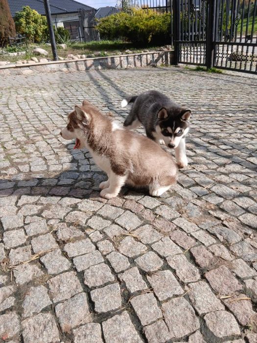 Sprzedam szczeniaka rasy Syberian husky z rodowodem