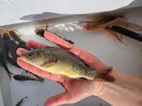 Karp narybek 15-20cm, Lin, Amur, tołpyga