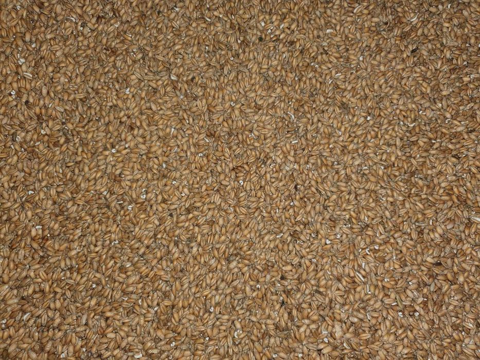 Pszenżyto i jęczmień.