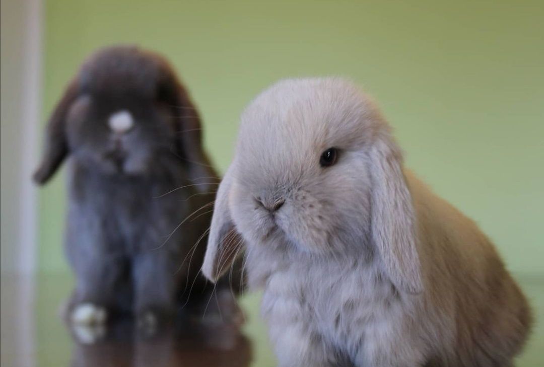 KIT Coelhos anões belier, orelhudos lindíssimos e muito inteligentes