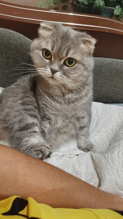 Девочка британская