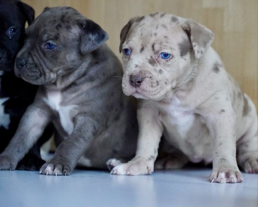 American Bully XL ABKC