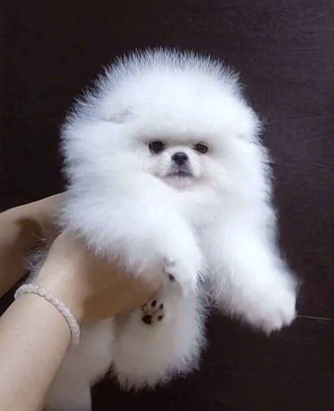Милые мимишки мишки
