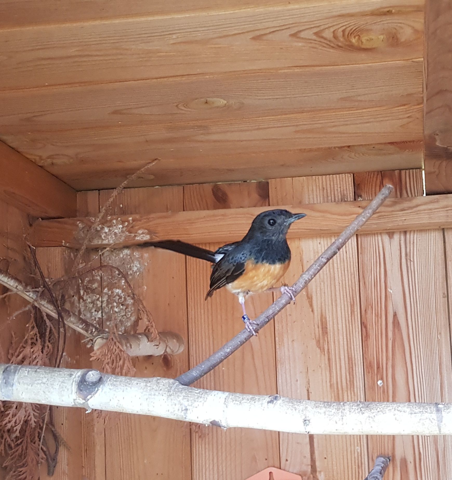 Drozd szama - copsychus malabaricus