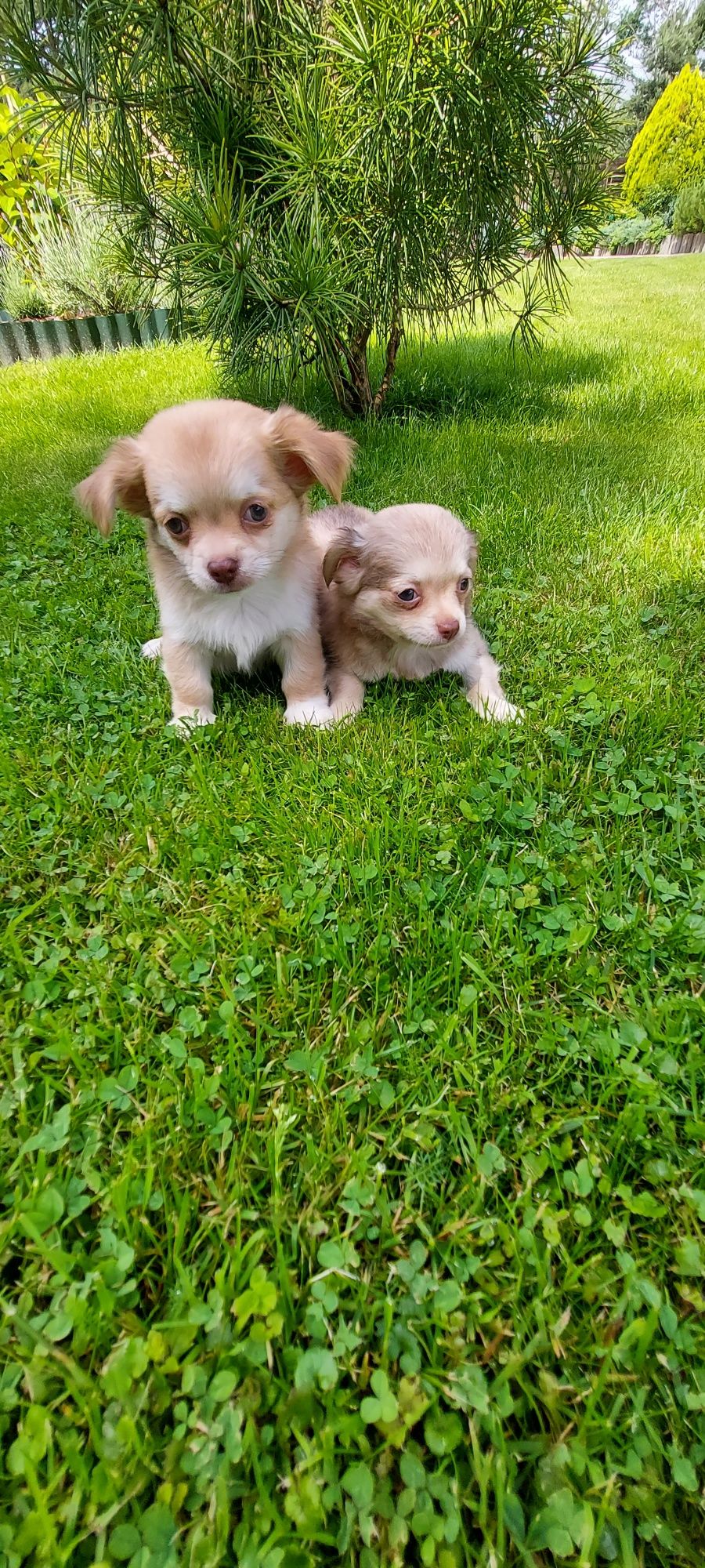 Chihuahua długowłosa warto zobaczyć!