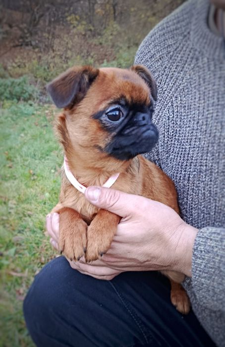 Підрощені хлопчик і дівчинка брабансон, грифон