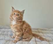 Kocurek rudy Maine coon!!!