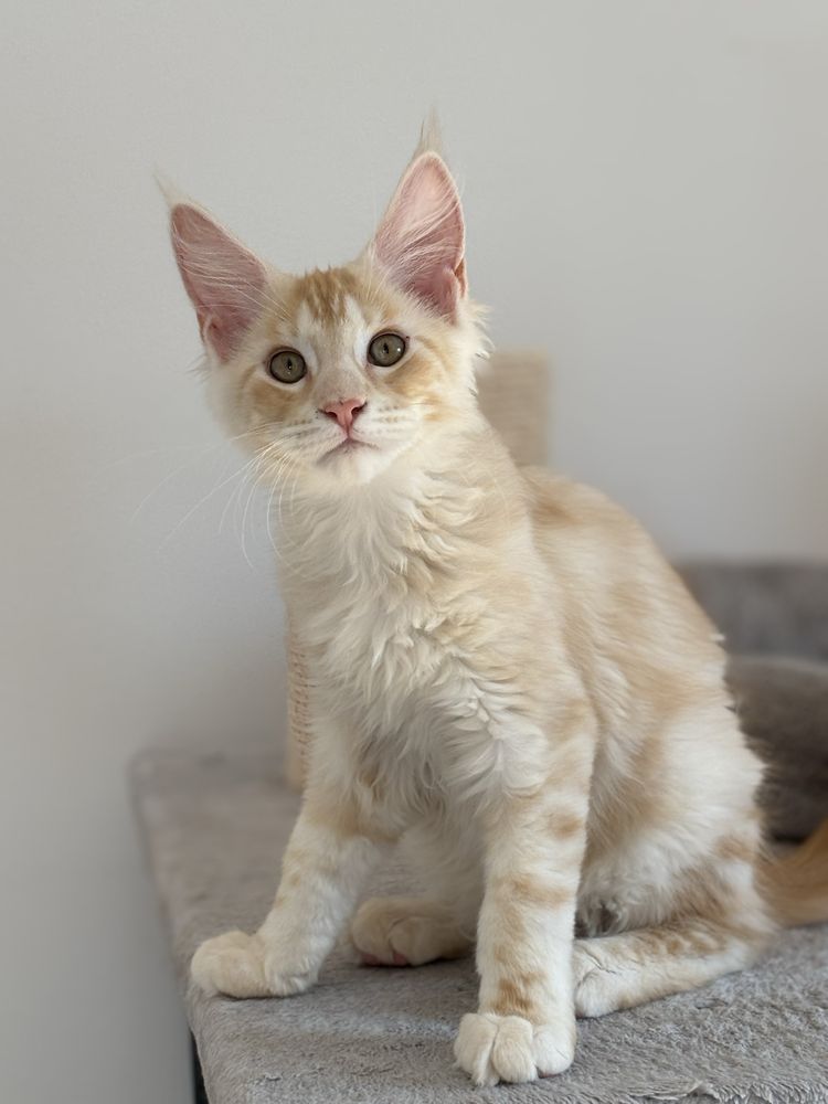 Gotowy do odbioru! Kocurek Maine Coon z badaniami Genetycznymi, FPL