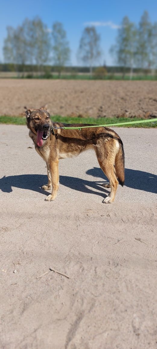 Suczka w typie malinois szuka odpowiedzialnego domu