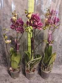Орхідея на подарунок , фаленопсис, міді, мультифлора