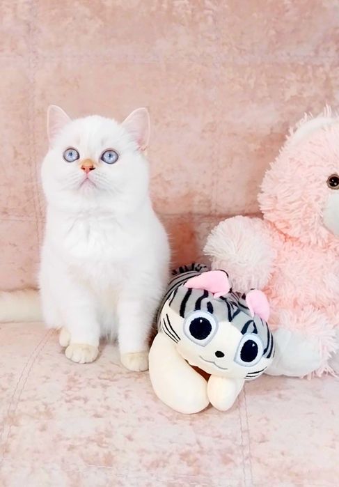 Чарівна голубоока дівчинка шотландочка