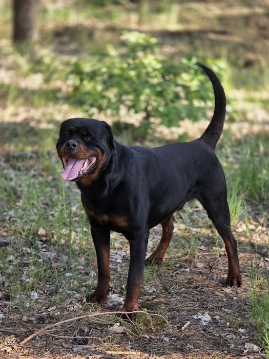 Rottweiler za darmo
