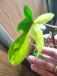 Philodendron florida beauty