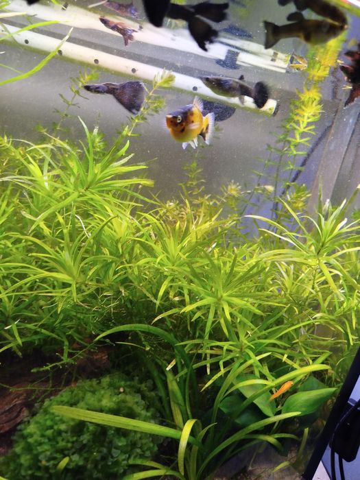 Moczarka argentyńska