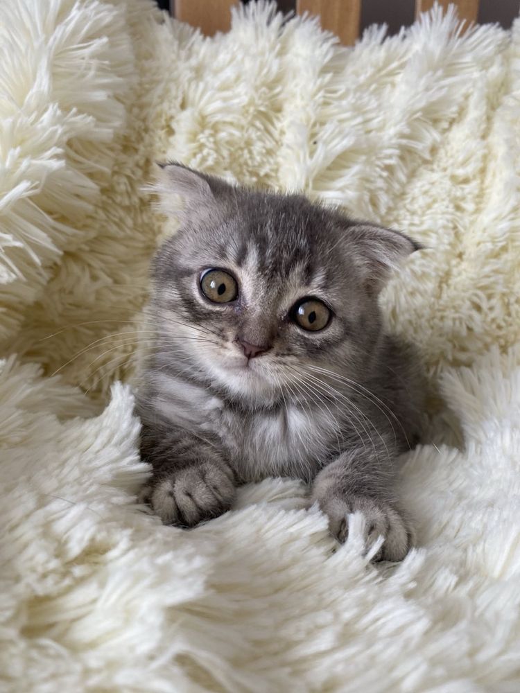 Шотландський вислувухий, скотіш фолд