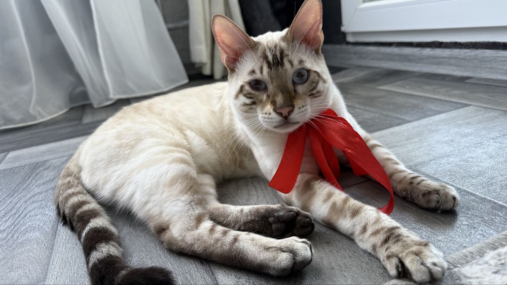 Вязка бенгальского кота