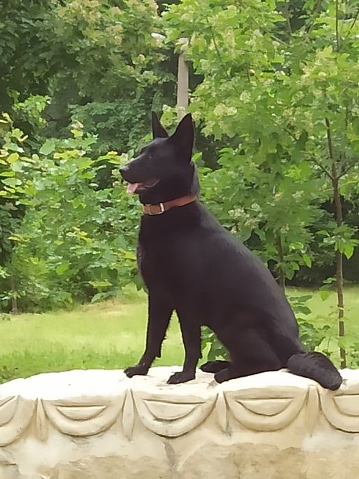 Цуценята німецької вівчарки  чорного окрасу!!!