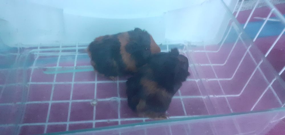 Świnka morska kawia domowa