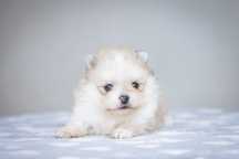 Szpic miniaturowy* Pomeranian* Dziewczynka Daisuki