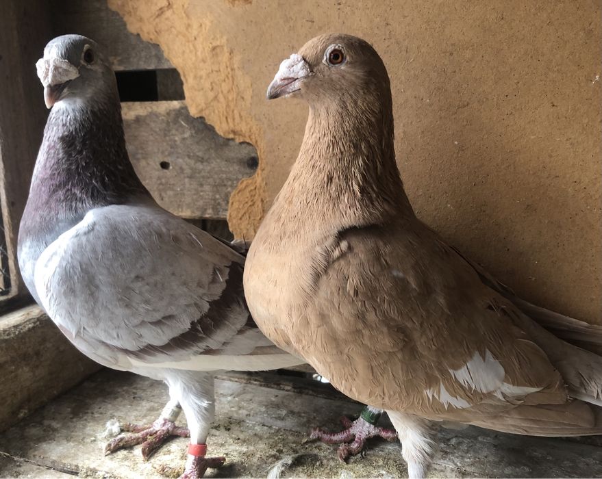 Gołębie staropolskie