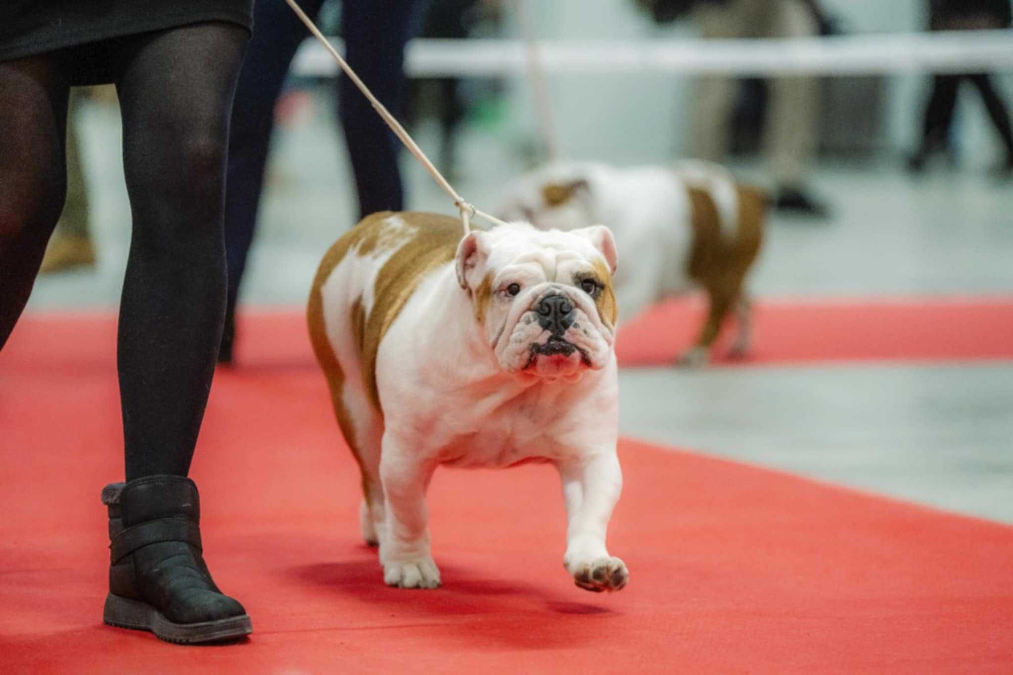 Buldog angielski - samiec ROCKY - ZKWP / FCI