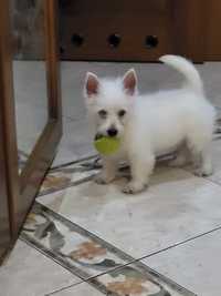 West Highland White Terrier- suczka