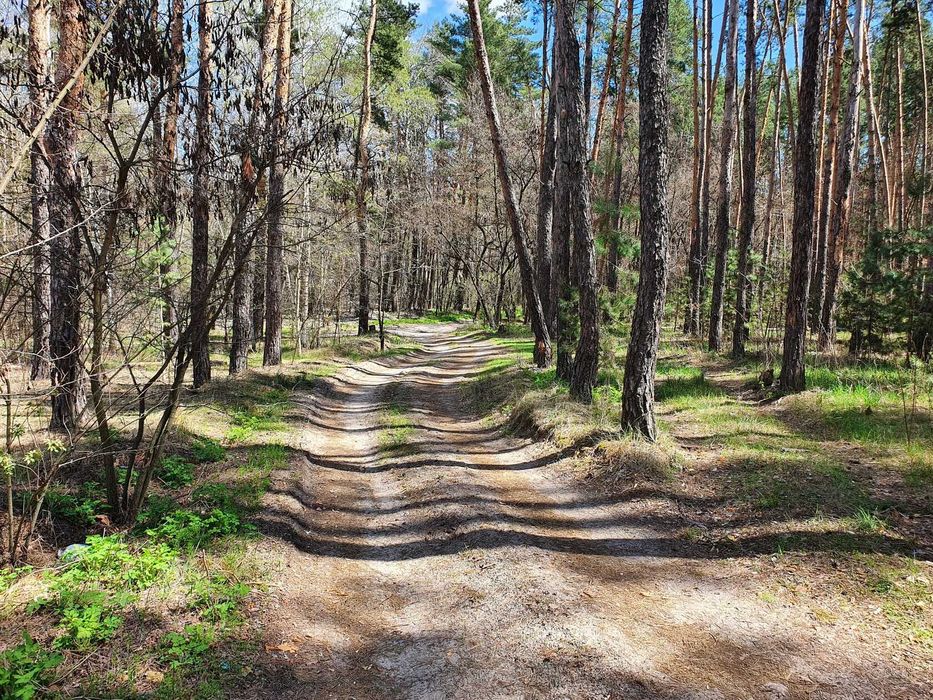 Земельный участок возле базы Соича в сосновом лесу на берегу