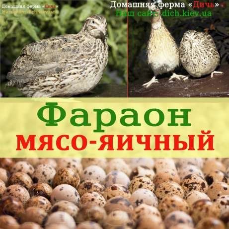 Инкубационные яйца перепелов породы Фараон (Испания)