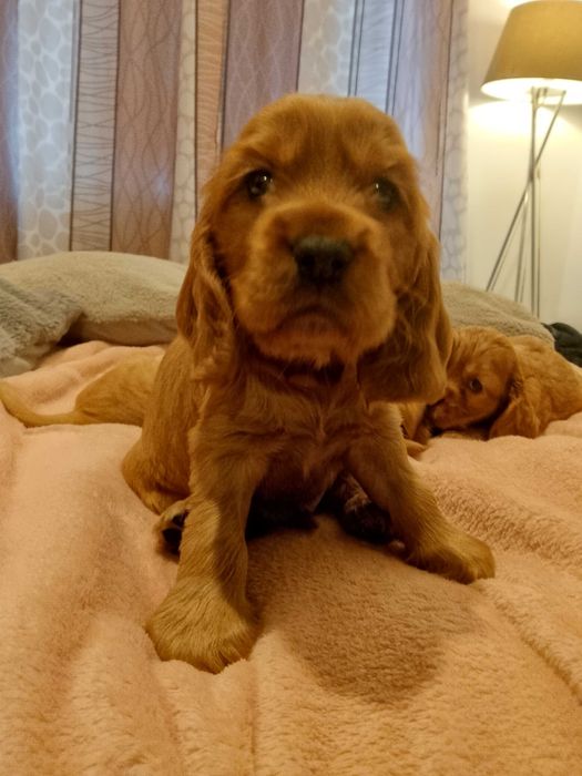 Cocker spaniel angielski rodowód