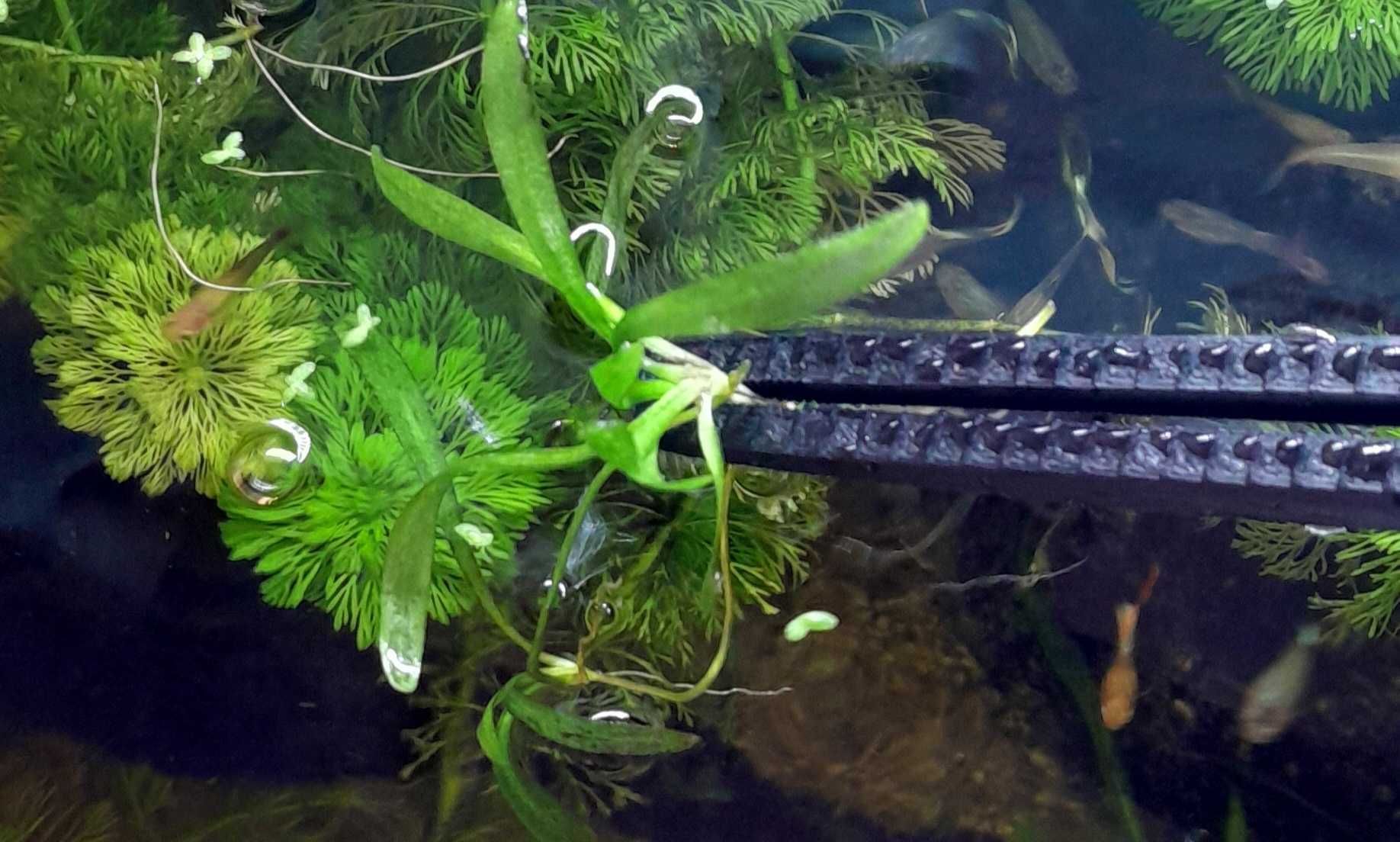 Pęseta do akwarium i terrarium