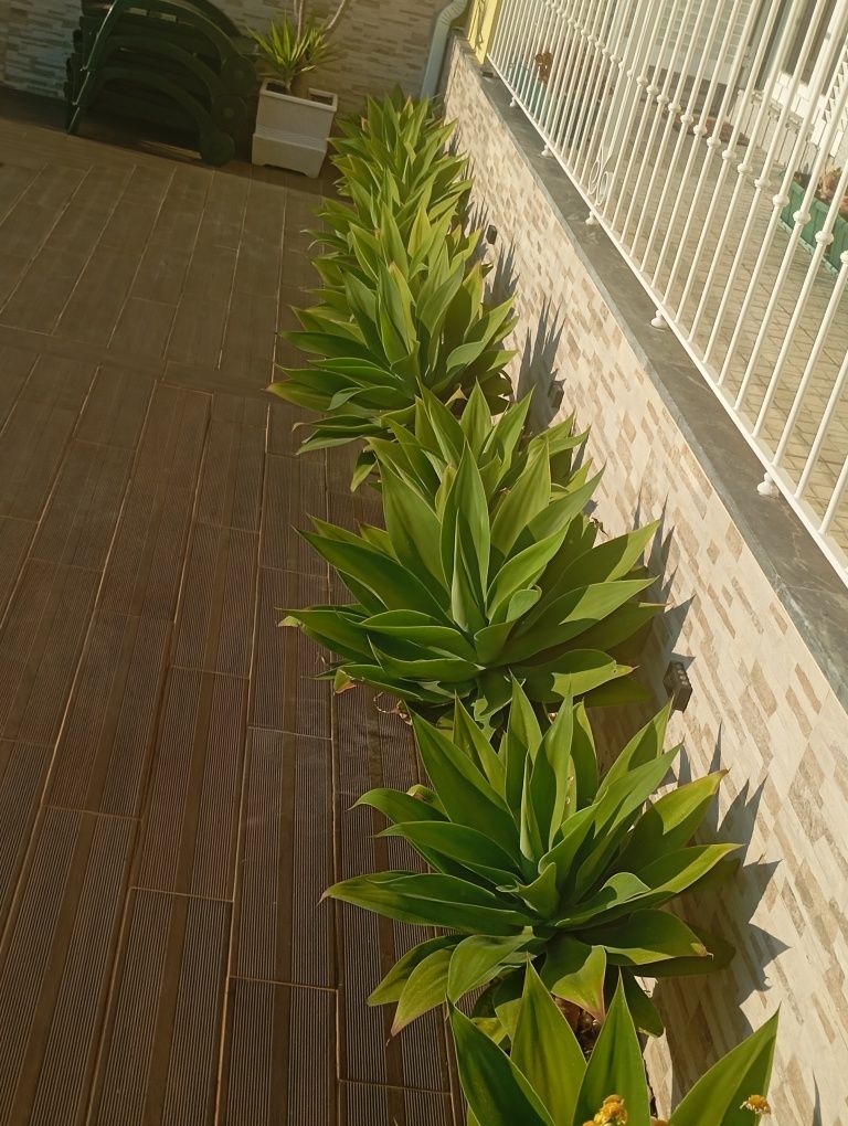Agaves dragão disponíveis