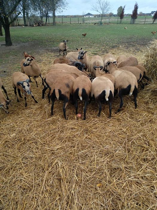 Owce kameruńskie, samce, samice, małe i duże