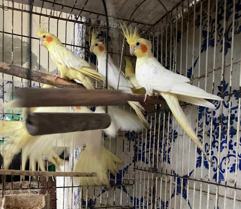 Pássaros Roseicollis e Caturras