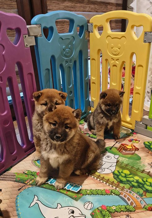 Cudny piesek shiba inu