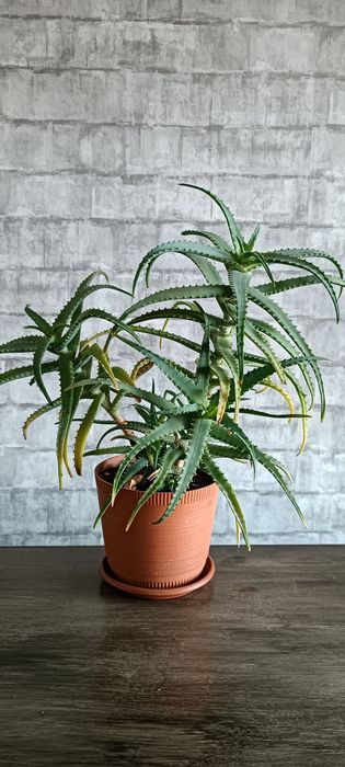 Алоє деревоподібне