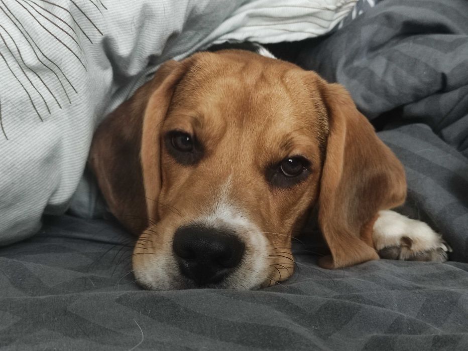 Бігль красень шукає дівчину. В'язка