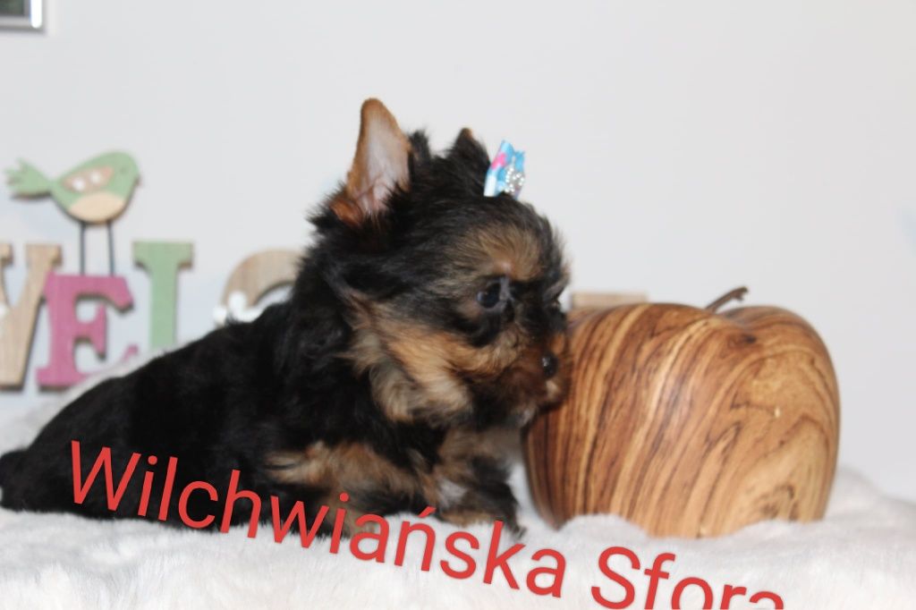 Yorkshire Terrier