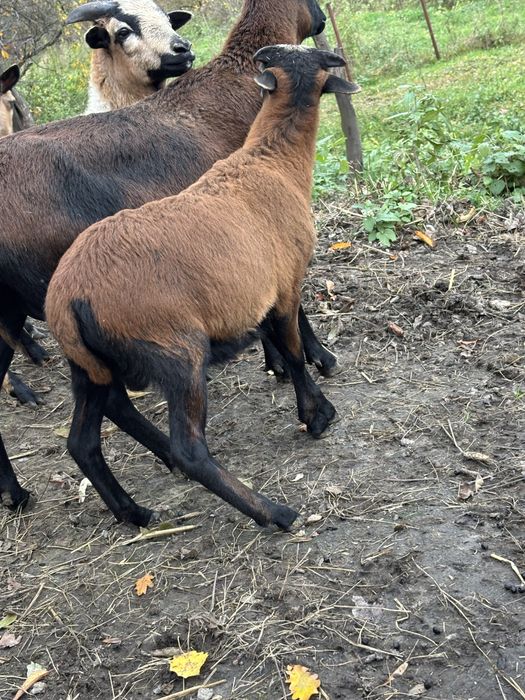 Baran tryk kamerunski