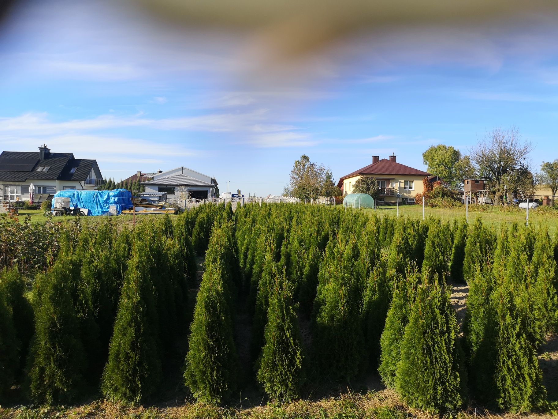 Tuje, thuja, szmaragd tanio