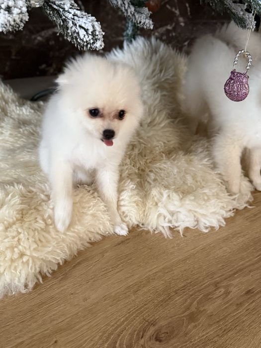 Шпіц , дівчинка 4 міс